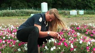 Field trial with genetically modified petunias [upl. by Acie61]