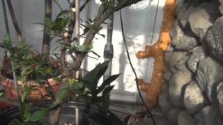 Chinotto Sour Orange Tree Update [upl. by Yetak]