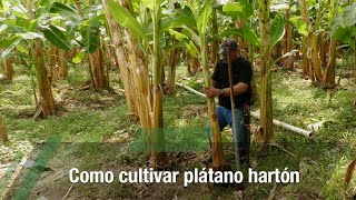 Cosecha de plátano agricultura cosecha platanos [upl. by Carl]