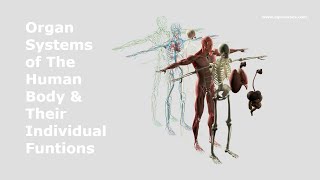 Human Body Systems Overview Updated 2024 [upl. by Sherlock]