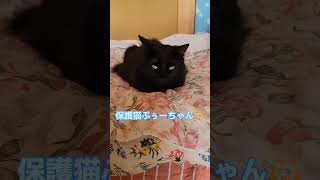 我が家の保護猫ちゃん達❗ [upl. by Etnauj]