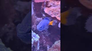 🐠Yellow Tail Blue Damsel🐠aquariumfishfish bestaquarium bestreeftank damselfish aquariumhobby [upl. by Palladin]