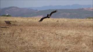 Abutre preto  Cinereous Vulture south Portugal [upl. by Akemrehs386]