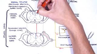 Sensory Tracts  Dorsal Column Medial lemniscus Pathway [upl. by Bokaj536]