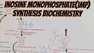 Inosine MonophosphateIMP Synthesis Biochemistry umerfarooqbiology7083 [upl. by Walcoff389]