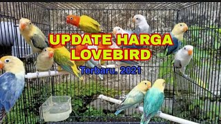 UPDATE HARGA LOVEBIRD TERBARU tahun 2021 [upl. by Annaujat729]