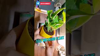 सबसे सस्ता Online Plant 🌱  Self watering pot for plant  Cheapest plants online shorts unboxing [upl. by Zacks767]