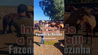 Éguas de peso na Fazenda da Bézinha shortsvideo cavaloseeguas cavalos [upl. by Vivyanne671]