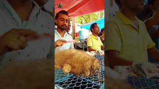 Galiff Street Pet Market Kolkata  Quality Dog Puppy at Cheap Price  shorts shortsfeeds [upl. by Mirella]