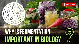 How Fermentation Sparks Innovation and Health [upl. by Ciredor]