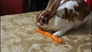 Best Rabbit Eating Carrot Video  MUST WATCH  His name is Harold [upl. by Ireg12]