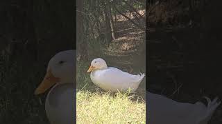 El Pato Blanco Domesticado Campbelltown Australia [upl. by Beach]