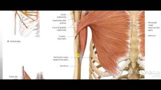 Coracobrachialis [upl. by Gleeson]