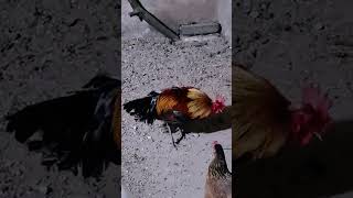 Couple Chicken roostercollection ayam roosterandhen asilchicken [upl. by Jdavie672]