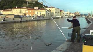 Castiglione della Pescaia Pesca Grossa [upl. by Cud775]