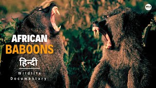 Baboons  Wild Africa हिन्दी डॉक्यूमेंट्री  Wildlife documentary in Hindi [upl. by Hailey]