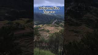 Maligcong Rice Terraces Bontoc Mountain Province [upl. by Haida305]