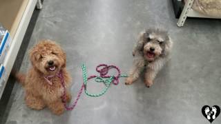 Mini Goldendoodle puppy Ace and Schnoodle Oliver learning manners  Houston dog training [upl. by Bloom]