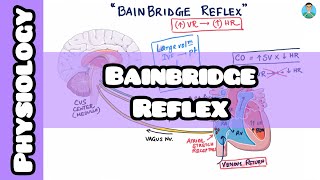 Bainbridge Reflex explained easily for usmle inicet neetpg nclex [upl. by Depoliti]