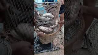 trandingshortsfishingreelviralvideoপুকুরেরকাতলামাছধরাভিডিও [upl. by Swithbert378]