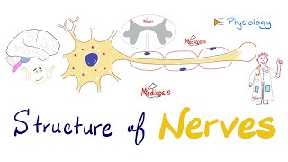 Structure of Neurons  Nerve Physiology Quick Review  Antomy and Physiology [upl. by Odrick35]