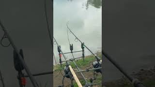 Coarse fishing uk Top Carp run Compilation [upl. by Zehcnas]