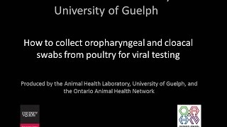 How to collect oropharyngeal and cloacal swabs from poultry for viral testing [upl. by Aynam]