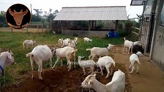 15 Kg Day Milking Saanen Goats Full Documentary  Highest Milking Goats In World  Dairy Goats [upl. by Cheria876]