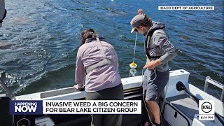 As Eurasian milfoil invades Bear Lake states and activists fight back [upl. by Imtiaz]