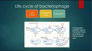 Life Cycle of Bacteriophage  Lytic Lysogenic and Induction [upl. by Feingold]