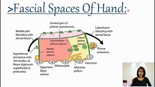 Fascial spaces of HandAnatomy 101 with Rashmi [upl. by Herminia]