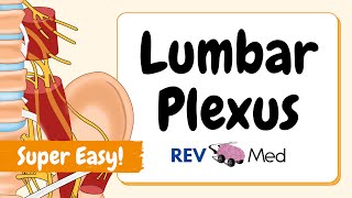 Lumbar Plexus Anatomy Mnemonics amp Tricks SIMPLIFIED [upl. by Vanzant]