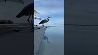 Birds velassaru maldives [upl. by Donetta]