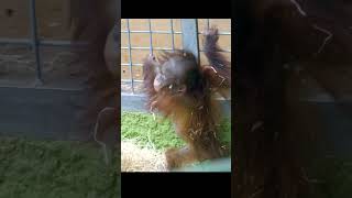 Rare Footage Baby Orangutan Jarangs First Climb Captured Live [upl. by Ednalrym933]