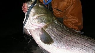 Striped Bass Fishing with Rigged Eels [upl. by Nira863]