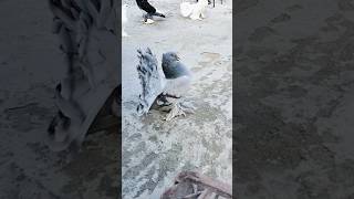 Silver Fantail 😍😎Fancy Kabootar lakkhapigeon trending kabutar kabootar birds shorts video [upl. by Bautram380]