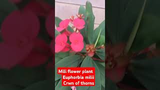 Euphorbia milii  mili flower plant  crown of thorns  shorts ytshortsvideo youtubfeed [upl. by Margalit]