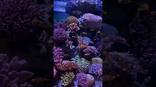 Sea Life Ocean World Aquarium  Bangkok Thailand [upl. by Kennedy544]