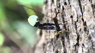 Giant Black Ichneumon Wasp Megarhyssa atrata ovipositing [upl. by Carper174]