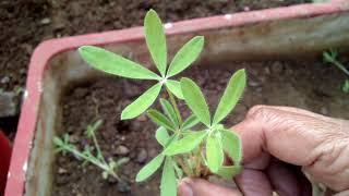 How to Grow amp Care Larkspur  Delphinium Flower [upl. by Laerol]