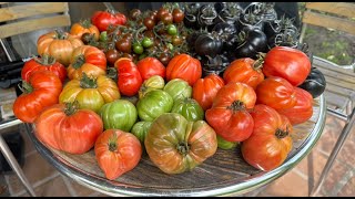 Tomato Tango Albenga Oxheart amp German Red Strawberry in Harvesting Fiesta [upl. by Badr923]