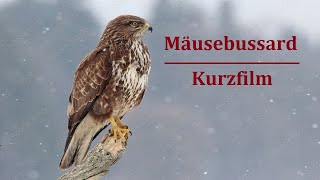 Greifvögel Der Mäusebussard  Common Buzzard  Buteo buteo  Kurzfilm  Dokumentation [upl. by Schlosser211]