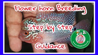 Flower horn Breeding guidance [upl. by Aicala]