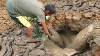 best hand fishing in village catching big catfish fishing by hand [upl. by Miyasawa]