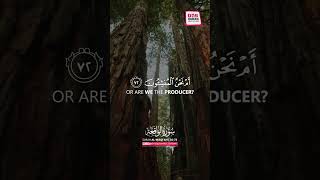 Surah Al Waqiah سورة الواقعة  Tranquil Verses  Ayah 7174  OQR shorts [upl. by Kcaj]