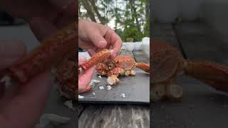 Pt 10 Eating Crab Horsehair Crab crab seafood horsehair [upl. by Thacher408]