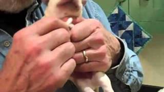 How To Do Early Neurological Stimulation for Puppies 2010 [upl. by Emoraj]