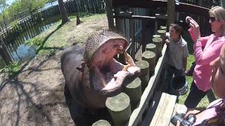 Feeding a Hippopotamus at the Gulf Breeze Zoo [upl. by Eetnuahs256]