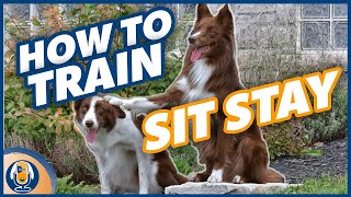 How To Teach A Dog To Stay WITHOUT Luring Collar Pops Or Using The Word “Stay” 134 podcast [upl. by Downey]