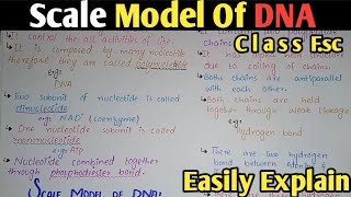 DNA Structure  Watson And Crick Model  Class 11 Biology [upl. by Mia]